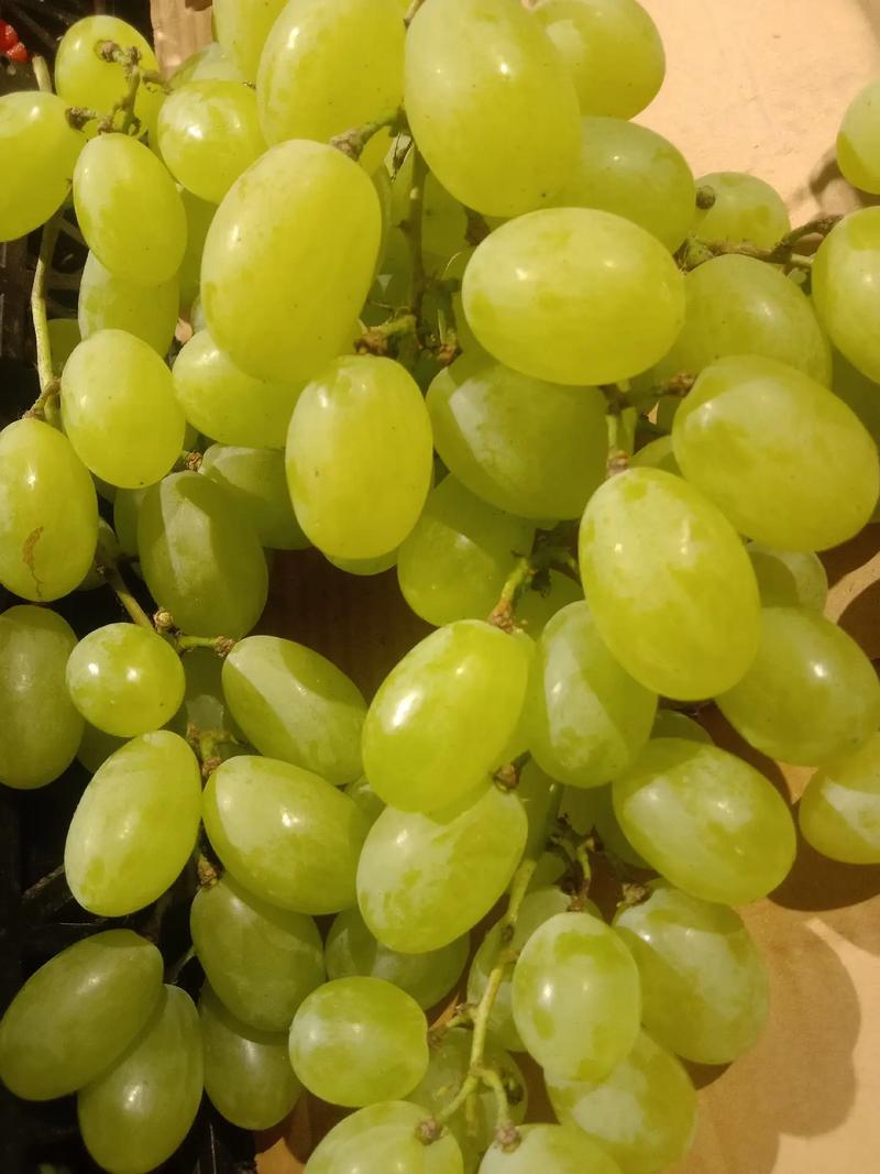 猫咪能吃提子吗，猫可以吃提子吗？-第3张图片-后鲨宠物