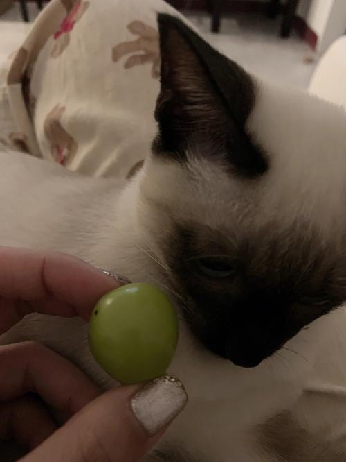 猫咪能吃提子吗，猫可以吃提子吗？-第5张图片-后鲨宠物