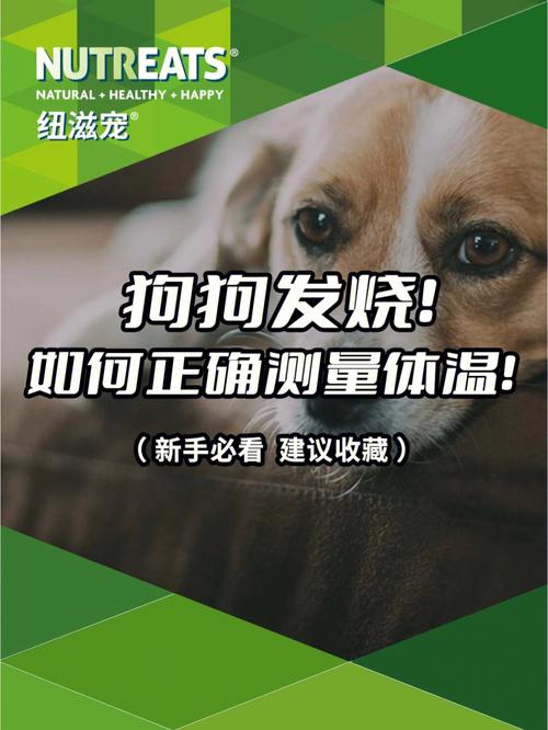 怎么给狗狗物理降温，怎么给狗狗物理退烧？-第2张图片-后鲨宠物