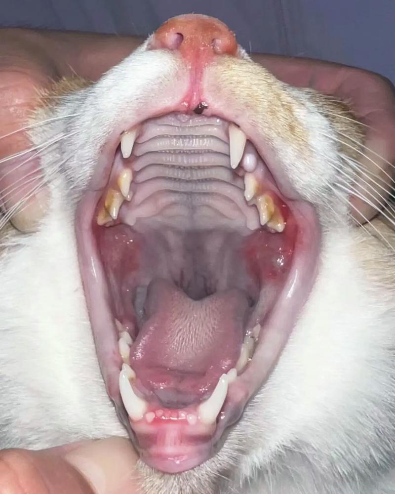 猫咪口炎传染吗,猫咪口炎是否传染?-第3张图片-后鲨宠物 猫咪口炎传染吗,猫咪口炎是否传染?-第3张图片-后鲨宠物