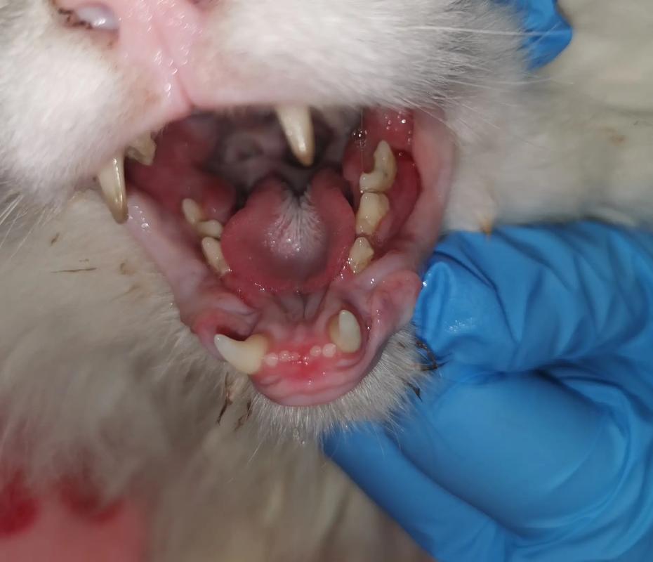 猫咪口炎传染吗,猫咪口炎是否传染?-第5张图片-后鲨宠物 猫咪口炎传染吗,猫咪口炎是否传染?-第5张图片-后鲨宠物