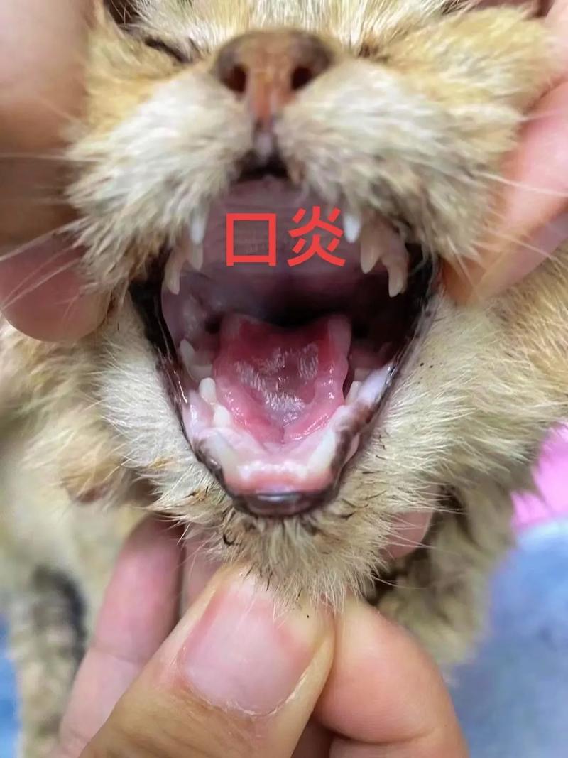 猫咪口炎传染吗,猫咪口炎是否传染?-第6张图片-后鲨宠物 猫咪口炎传染吗,猫咪口炎是否传染?-第6张图片-后鲨宠物