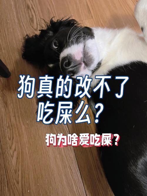 狗狗吃了不拉屎怎么回事_狗狗吃了不拉屎怎么办-第5张图片-后鲨宠物 狗狗吃了不拉屎怎么回事_狗狗吃了不拉屎怎么办-第5张图片-后鲨宠物