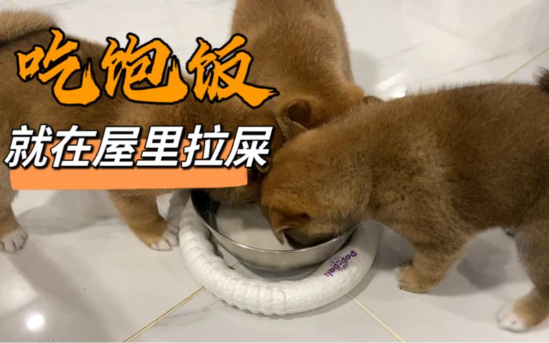 狗狗吃了不拉屎怎么回事_狗狗吃了不拉屎怎么办-第6张图片-后鲨宠物 狗狗吃了不拉屎怎么回事_狗狗吃了不拉屎怎么办-第6张图片-后鲨宠物