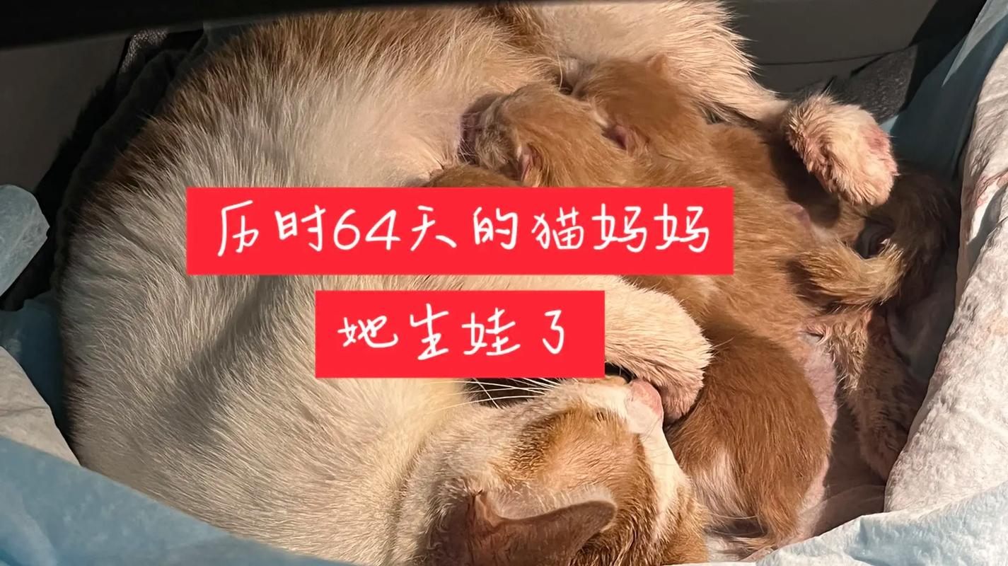 猫咪多大生小猫比较好_猫多大生崽-第4张图片-后鲨宠物 猫咪多大生小猫比较好_猫多大生崽-第4张图片-后鲨宠物