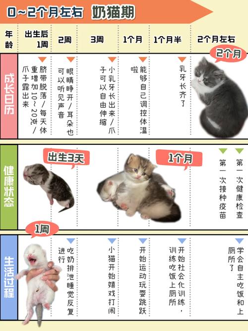 猫咪多大生小猫比较好_猫多大生崽-第6张图片-后鲨宠物 猫咪多大生小猫比较好_猫多大生崽-第6张图片-后鲨宠物