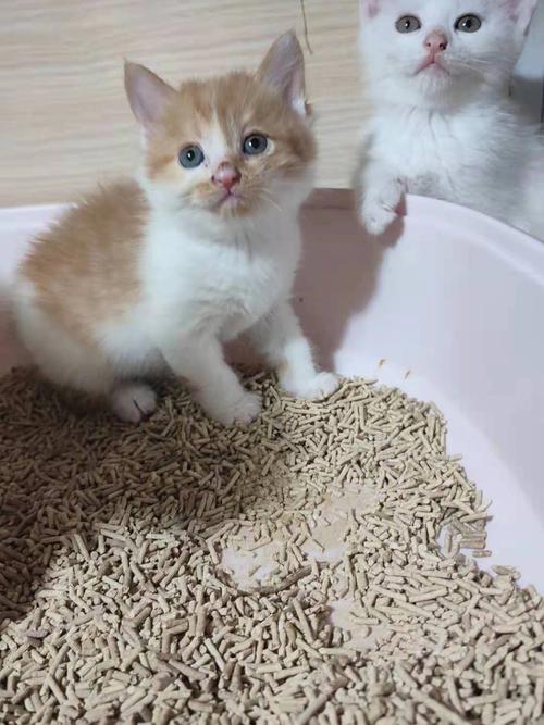 猫咪七个月成年了吗,猫咪七个月成年了吗会怀孕吗?-第2张图片-后鲨宠物 猫咪七个月成年了吗,猫咪七个月成年了吗会怀孕吗?-第2张图片-后鲨宠物