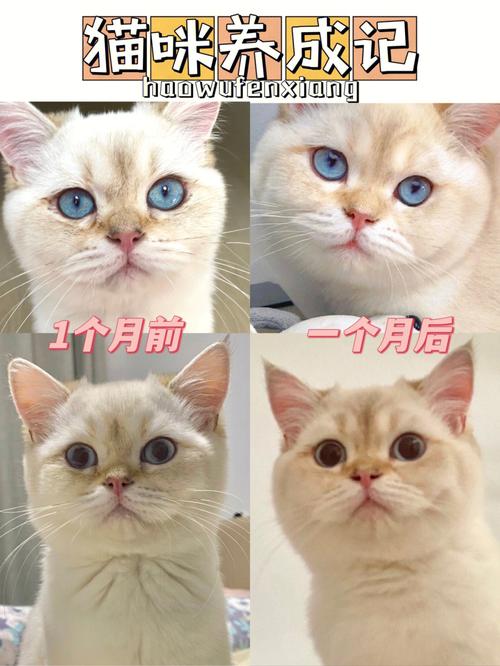 猫咪七个月成年了吗,猫咪七个月成年了吗会怀孕吗?-第4张图片-后鲨宠物 猫咪七个月成年了吗,猫咪七个月成年了吗会怀孕吗?-第4张图片-后鲨宠物