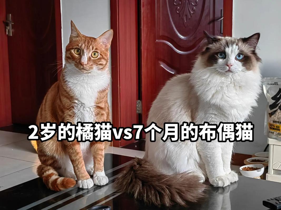 猫咪七个月成年了吗,猫咪七个月成年了吗会怀孕吗?-第5张图片-后鲨宠物 猫咪七个月成年了吗,猫咪七个月成年了吗会怀孕吗?-第5张图片-后鲨宠物
