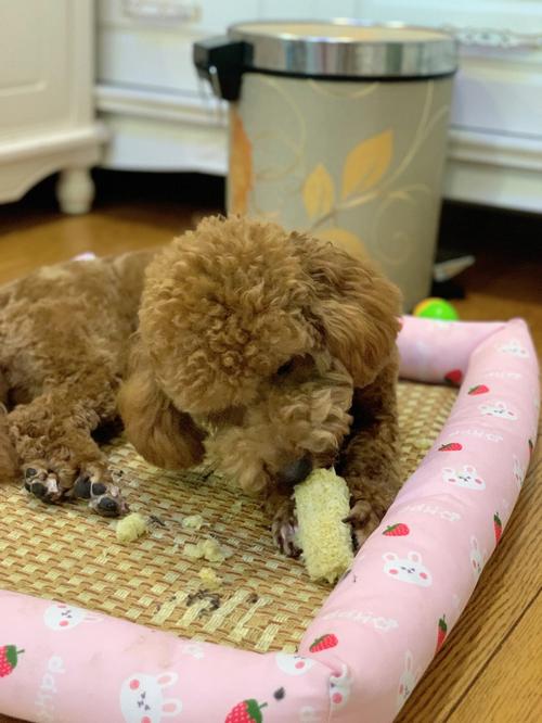 泰迪狗狗能吃玉米吗_泰迪狗狗能吃玉米粒吗-第4张图片-后鲨宠物 泰迪狗狗能吃玉米吗_泰迪狗狗能吃玉米粒吗-第4张图片-后鲨宠物