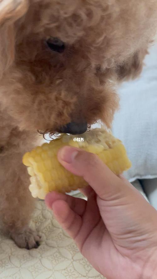 泰迪狗狗能吃玉米吗_泰迪狗狗能吃玉米粒吗-第5张图片-后鲨宠物 泰迪狗狗能吃玉米吗_泰迪狗狗能吃玉米粒吗-第5张图片-后鲨宠物