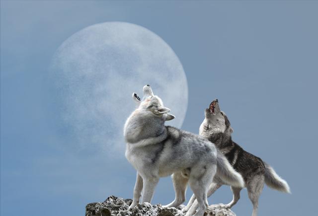  狗狗狼叫是怎么回事，狗狗狼叫是什么原因