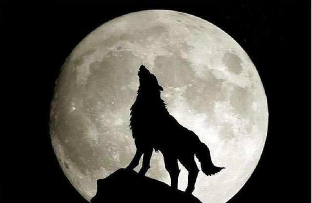 狗狗狼叫是怎么回事,狗狗狼叫是什么原因-第2张图片-后鲨宠物 狗狗狼叫是怎么回事,狗狗狼叫是什么原因-第2张图片-后鲨宠物