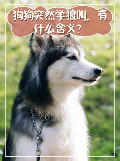 狗狗狼叫是怎么回事,狗狗狼叫是什么原因-第3张图片-后鲨宠物 狗狗狼叫是怎么回事,狗狗狼叫是什么原因-第3张图片-后鲨宠物