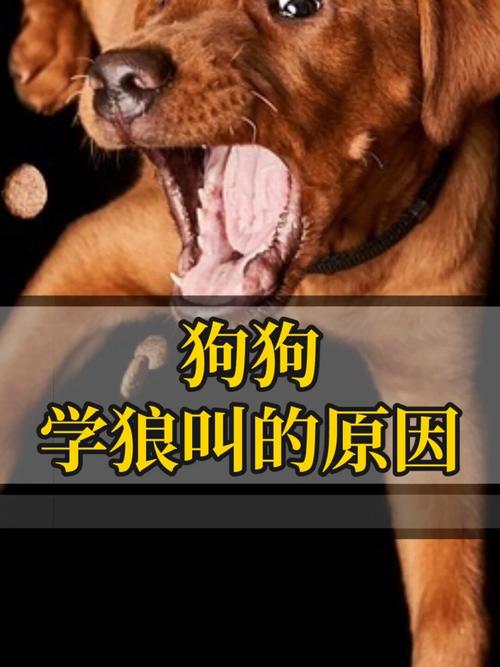 狗狗狼叫是怎么回事,狗狗狼叫是什么原因-第6张图片-后鲨宠物 狗狗狼叫是怎么回事,狗狗狼叫是什么原因-第6张图片-后鲨宠物