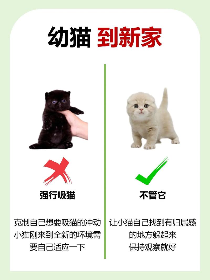  猫猫刚到家要注意什么，猫咪刚到家应该注意什么-第4张图片-后鲨宠物