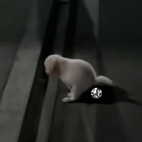  狗狗可以吃人的驱虫药吗，狗可以吃人用驱虫药吗-第4张图片-后鲨宠物