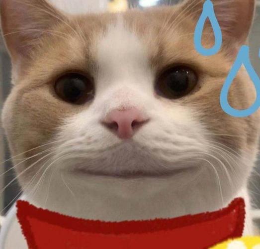 猫咪的汗腺在哪里_猫汗腺发达吗