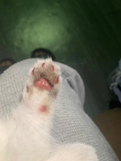 猫咪的汗腺在哪里_猫汗腺发达吗-第2张图片-后鲨宠物 猫咪的汗腺在哪里_猫汗腺发达吗-第2张图片-后鲨宠物