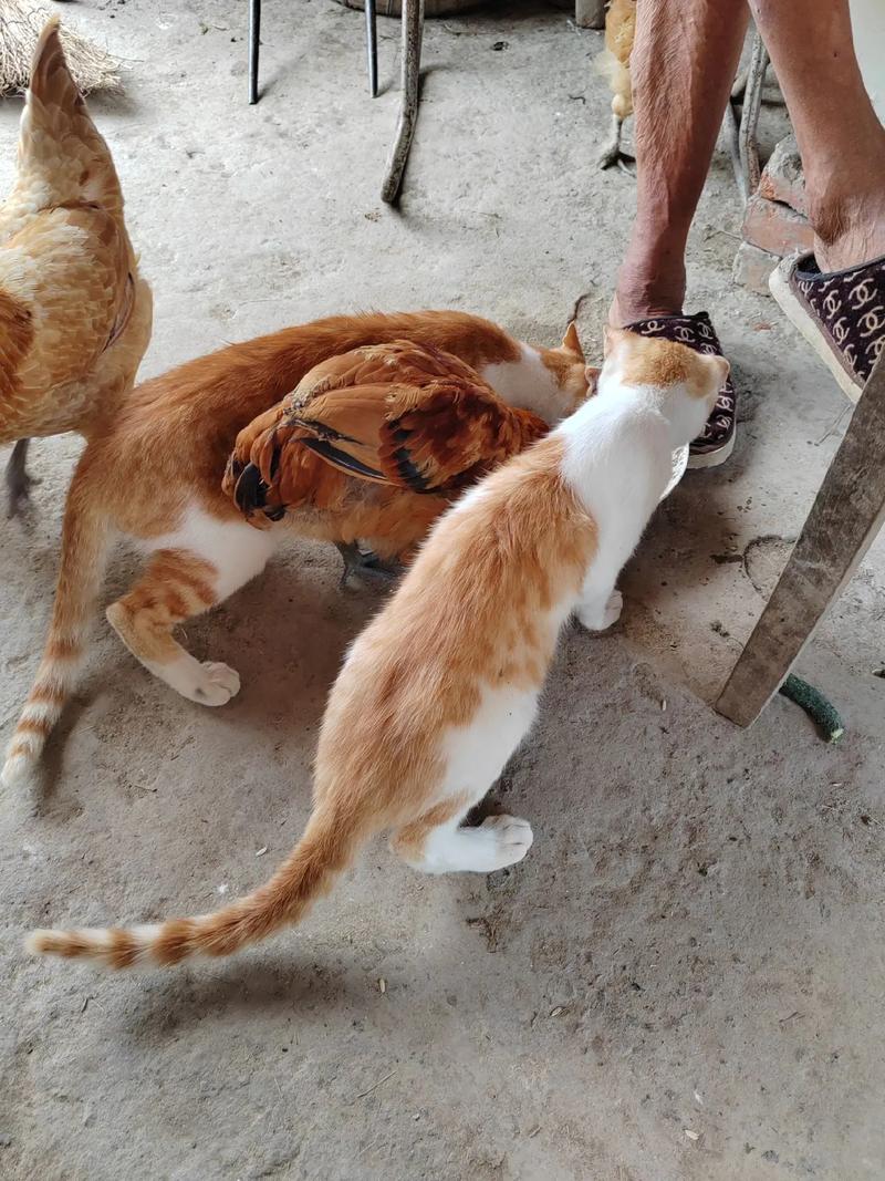 猫咪的汗腺在哪里_猫汗腺发达吗-第4张图片-后鲨宠物 猫咪的汗腺在哪里_猫汗腺发达吗-第4张图片-后鲨宠物