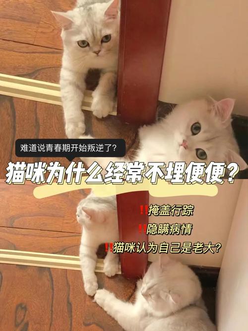 猫咪拉完屎不埋怎么办_猫咪拉完屎不埋了怎么办