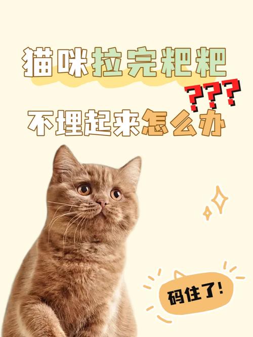 猫咪拉完屎不埋怎么办_猫咪拉完屎不埋了怎么办-第3张图片-后鲨宠物
