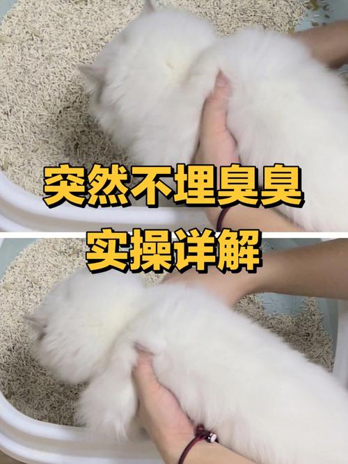 猫咪拉完屎不埋怎么办_猫咪拉完屎不埋了怎么办-第4张图片-后鲨宠物