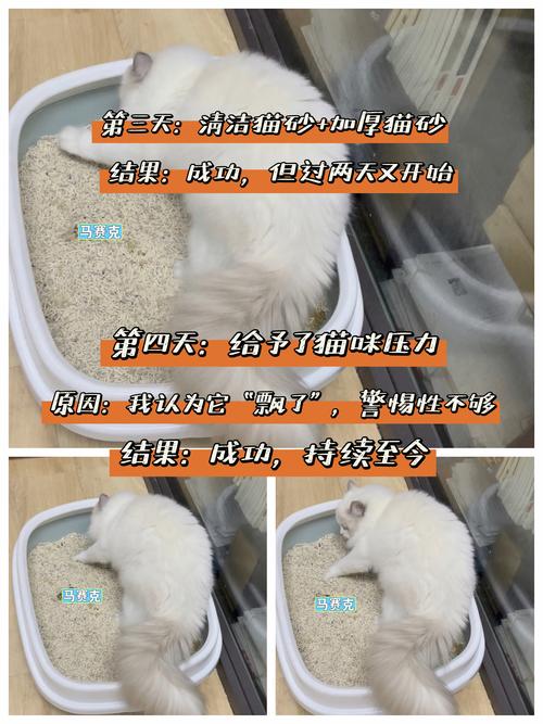 猫咪拉完屎不埋怎么办_猫咪拉完屎不埋了怎么办-第5张图片-后鲨宠物