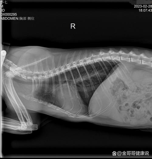 猫咪肺出血还有救吗，猫猫肺出血？