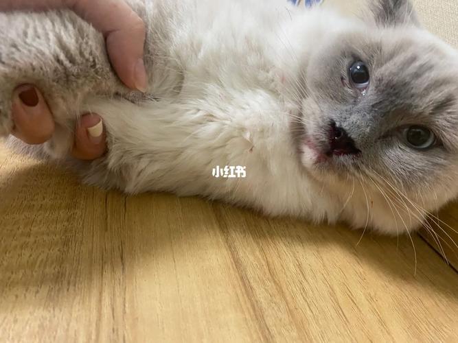 猫咪肺出血还有救吗,猫猫肺出血?-第3张图片-后鲨宠物 猫咪肺出血还有救吗,猫猫肺出血?-第3张图片-后鲨宠物
