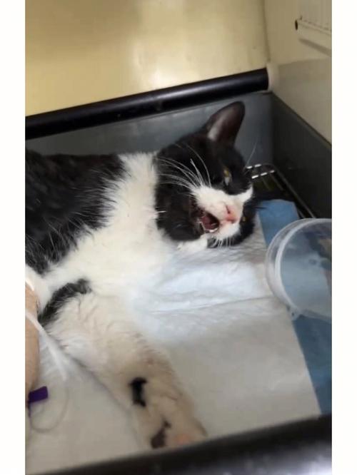 猫咪肺出血还有救吗,猫猫肺出血?-第5张图片-后鲨宠物 猫咪肺出血还有救吗,猫猫肺出血?-第5张图片-后鲨宠物