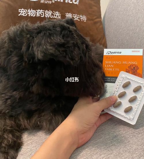 关于狗狗上呼吸道感染吃什么药的信息-第5张图片-后鲨宠物