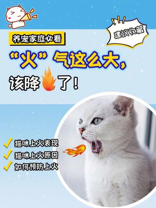 猫咪上火了怎么办_猫咪上火怎么办吃什么好贴吧-第3张图片-后鲨宠物