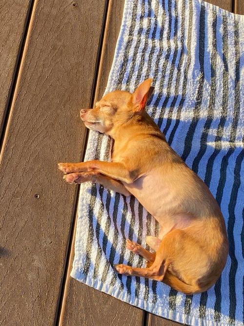 狗狗晒太阳多久合适,狗狗晒太阳能晒多久?-第2张图片-后鲨宠物 狗狗晒太阳多久合适,狗狗晒太阳能晒多久?-第2张图片-后鲨宠物