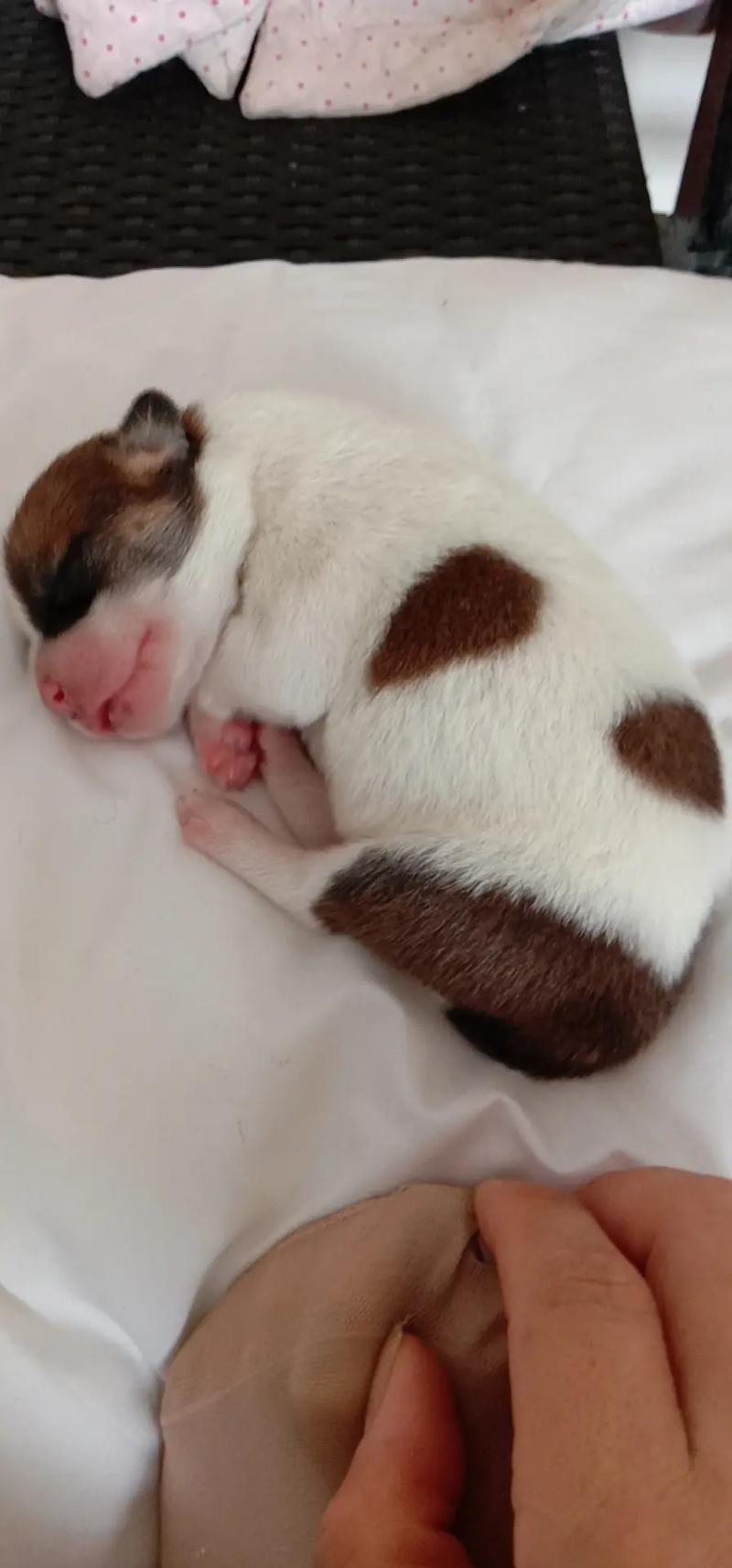 狗狗晒太阳多久合适,狗狗晒太阳能晒多久?-第5张图片-后鲨宠物 狗狗晒太阳多久合适,狗狗晒太阳能晒多久?-第5张图片-后鲨宠物