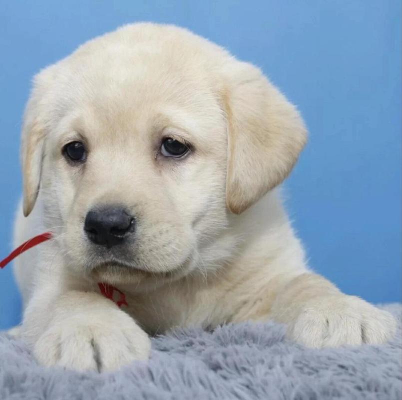  狗狗可以吃蒙脱石散吗，狗狗能吃蒙脱石散么-第4张图片-后鲨宠物