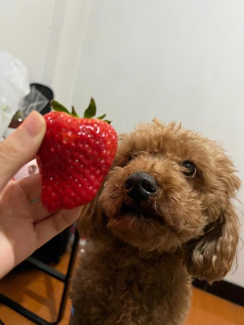 泰迪狗狗能吃草莓吗,泰迪狗狗能吃草莓吗?-第5张图片-后鲨宠物 泰迪狗狗能吃草莓吗,泰迪狗狗能吃草莓吗?-第5张图片-后鲨宠物