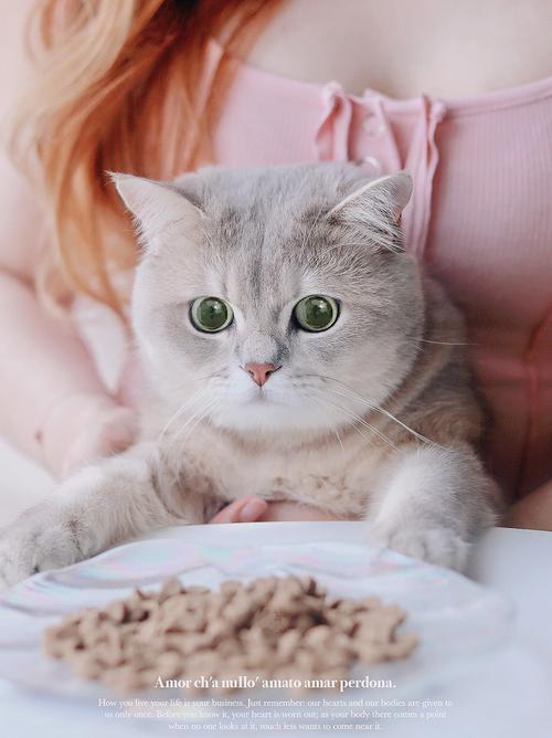 猫猫一天喂几次,猫猫一天喂几次比较好-第4张图片-后鲨宠物 猫猫一天喂几次,猫猫一天喂几次比较好-第4张图片-后鲨宠物