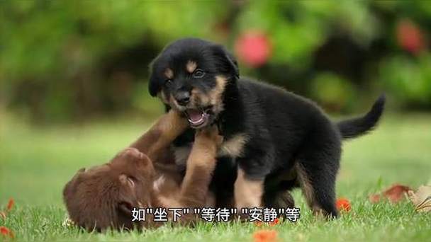 怎么让狗狗不叫_怎么让狗狗不叫唤
