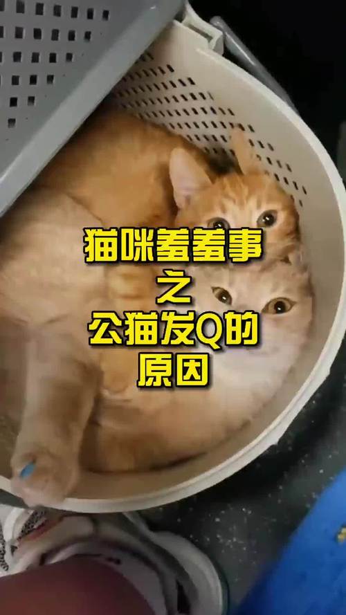 公猫咪发情怎么办,公猫咪发情怎么办比较好又不想给他绝育-第4张图片-后鲨宠物 公猫咪发情怎么办,公猫咪发情怎么办比较好又不想给他绝育-第4张图片-后鲨宠物