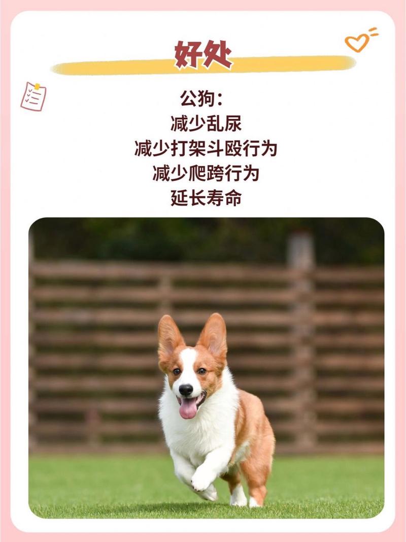  狗狗绝育好不好，狗狗绝育到底好不好?史上最客观详实讲解-第3张图片-后鲨宠物