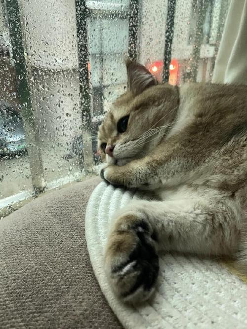 猫咪会得抑郁症吗，猫会不会得抑郁症死掉？-第5张图片-后鲨宠物