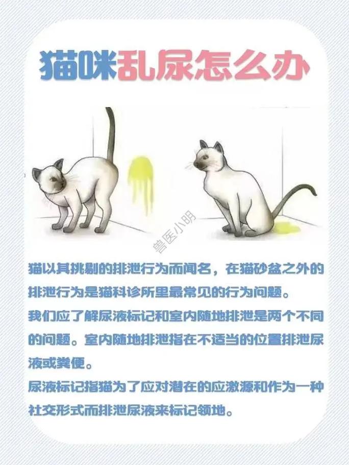 猫咪突然随地大小便,猫咪突然间随地大小便-第4张图片-后鲨宠物 猫咪突然随地大小便,猫咪突然间随地大小便-第4张图片-后鲨宠物