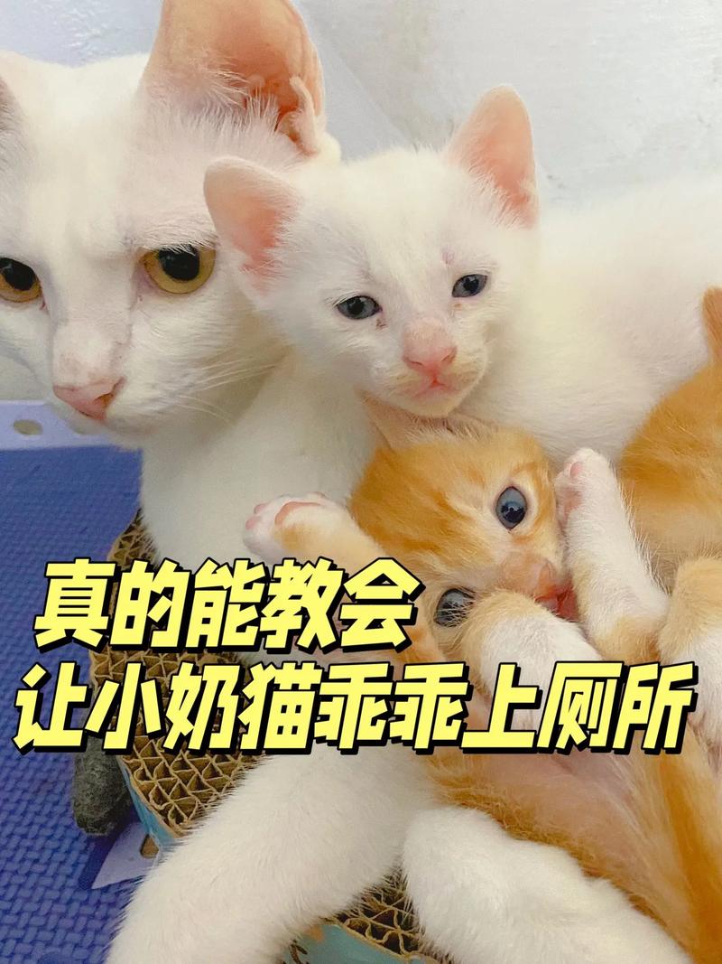 怎么刺激猫咪排便，如何刺激猫咪拉屎？-第2张图片-后鲨宠物