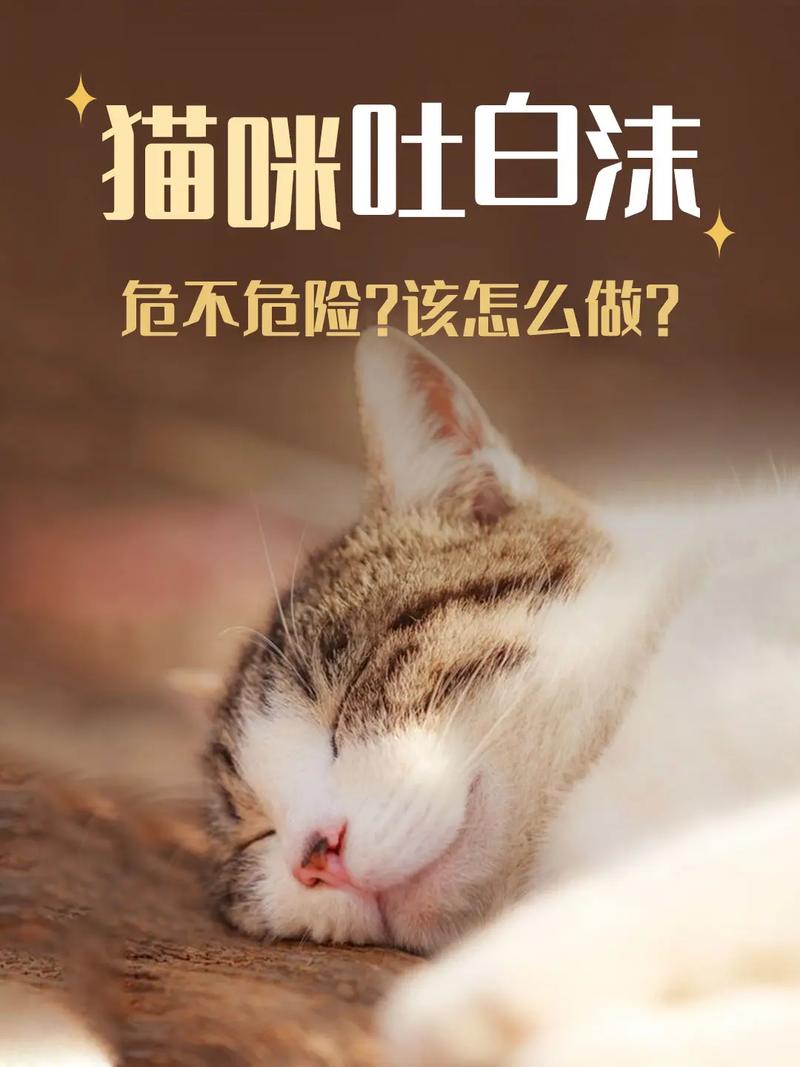 怎么刺激猫咪排便，如何刺激猫咪拉屎？-第5张图片-后鲨宠物