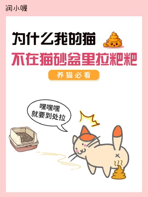 怎么刺激猫咪排便，如何刺激猫咪拉屎？-第6张图片-后鲨宠物