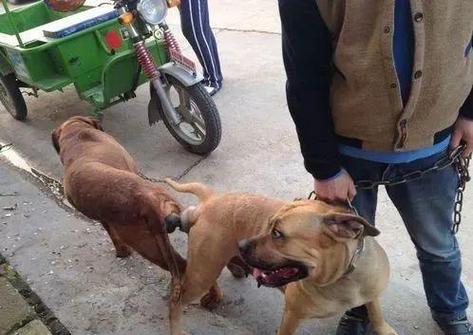 包含狗狗发情多少天可以配种的词条-第5张图片-后鲨宠物 包含狗狗发情多少天可以配种的词条-第5张图片-后鲨宠物