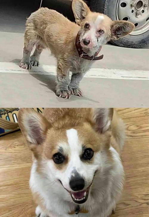 包含狗狗发情多少天可以配种的词条-第6张图片-后鲨宠物 包含狗狗发情多少天可以配种的词条-第6张图片-后鲨宠物