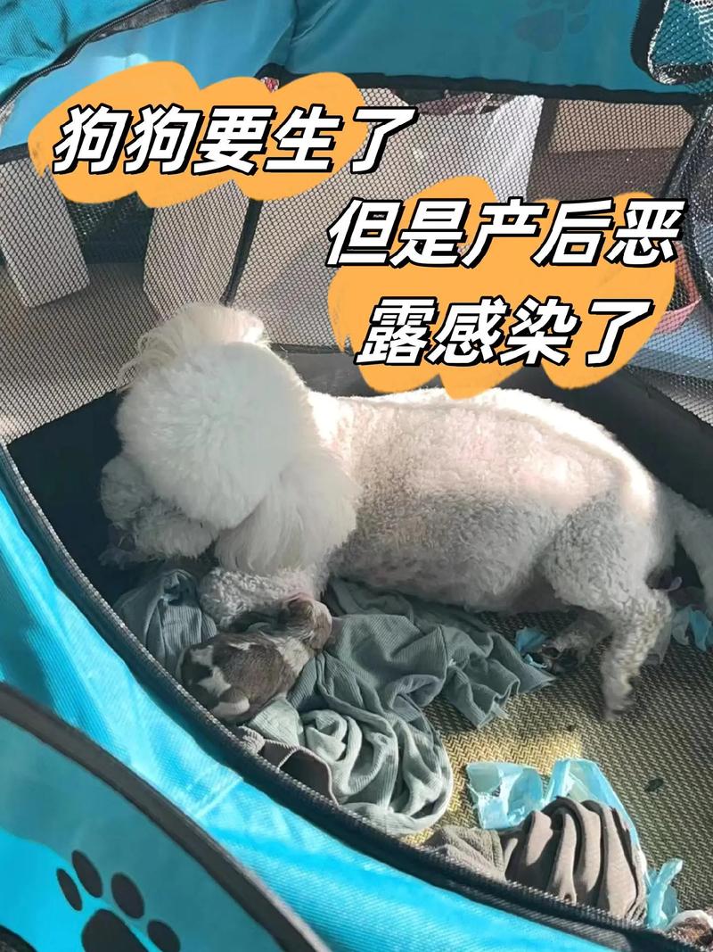 狗狗难产什么症状_狗狗难产什么症状图片