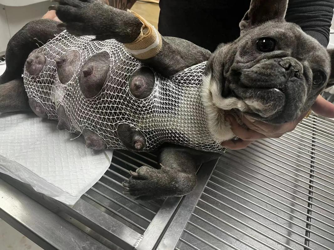 狗狗难产什么症状_狗狗难产什么症状图片-第4张图片-后鲨宠物 狗狗难产什么症状_狗狗难产什么症状图片-第4张图片-后鲨宠物